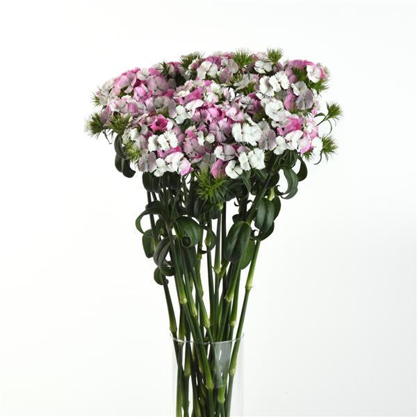 Sweet™ Pink Magic Dianthus - Mono Vase, White Background