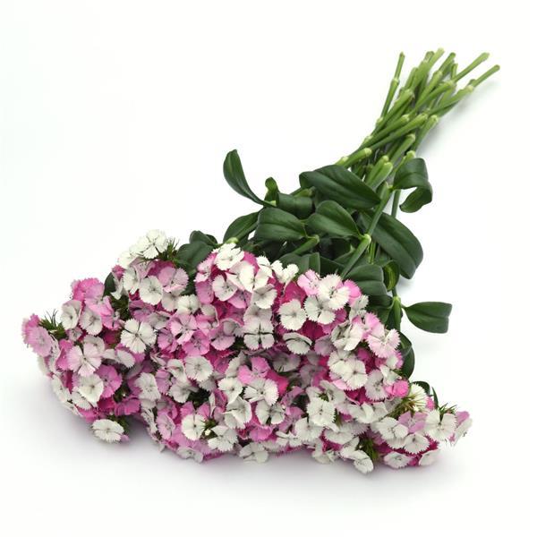 Sweet™ Pink Magic Dianthus - Grower Bunch