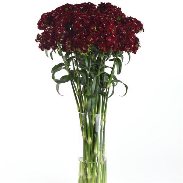 Sweet™ Black Cherry Dianthus - Mono Vase, White Background