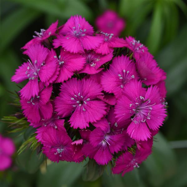 Sweet™ Neon Purple Dianthus - Bloom