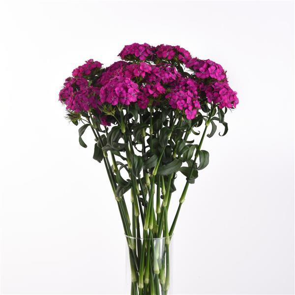 Sweet™ Neon Purple Dianthus - Mono Vase, White Background