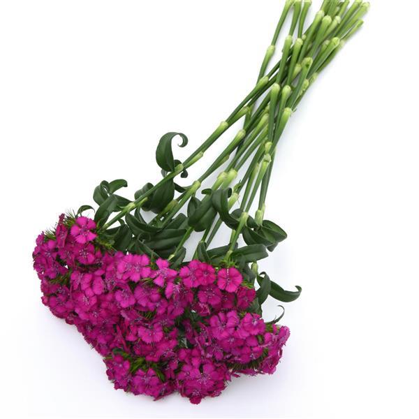 Sweet™ Neon Purple Dianthus - Grower Bunch