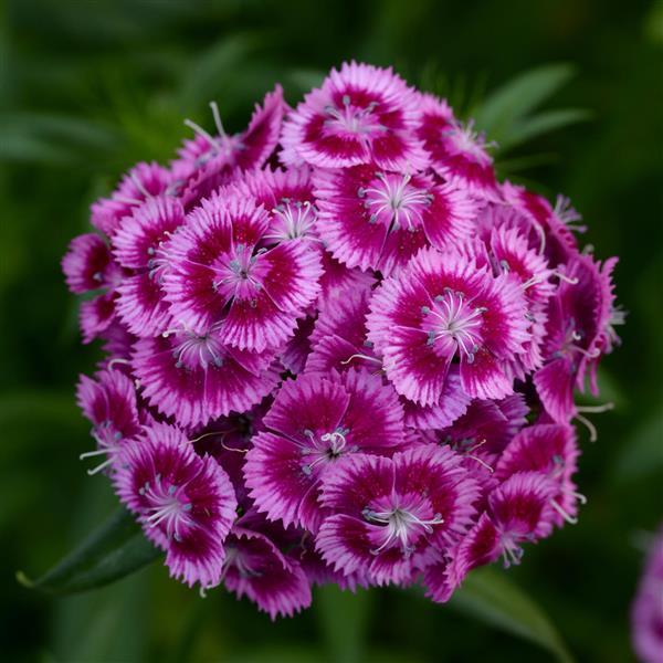 Sweet™ Magenta Bicolor Dianthus - Bloom