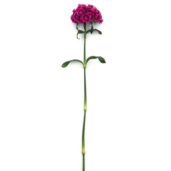 Sweet™ Magenta Bicolor Dianthus - Single Stem, White Background