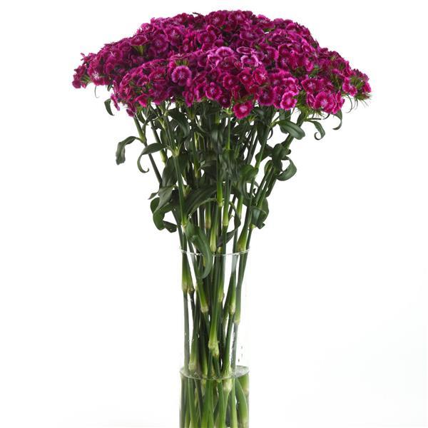 Sweet™ Magenta Bicolor Dianthus - Mono Vase, White Background
