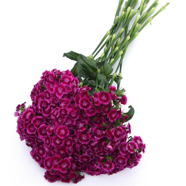 Sweet™ Magenta Bicolor Dianthus - Grower Bunch