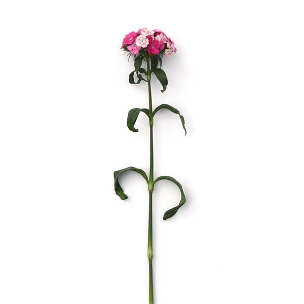 Sweet™ Rose Magic Dianthus - Single Stem, White Background