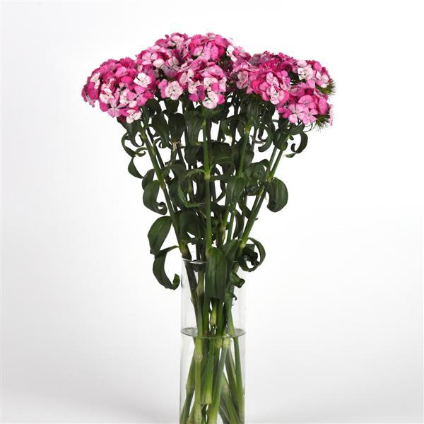 Sweet™ Rose Magic Dianthus - Mono Vase, White Background