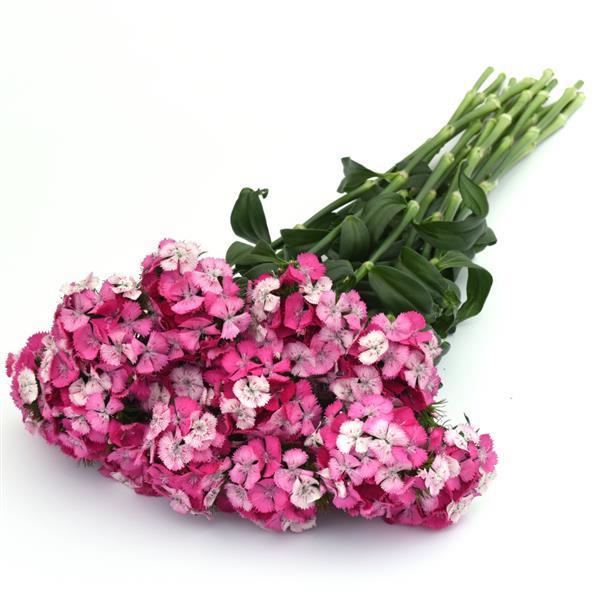 Sweet™ Rose Magic Dianthus - Grower Bunch