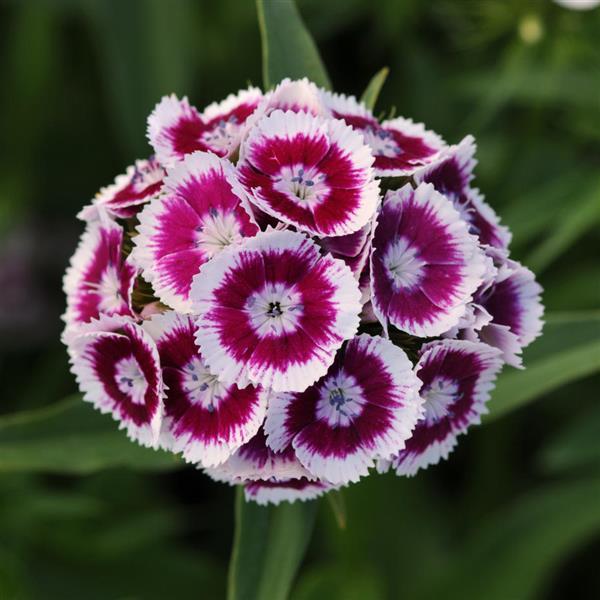 Sweet™ Purple White Bicolor Dianthus - Bloom