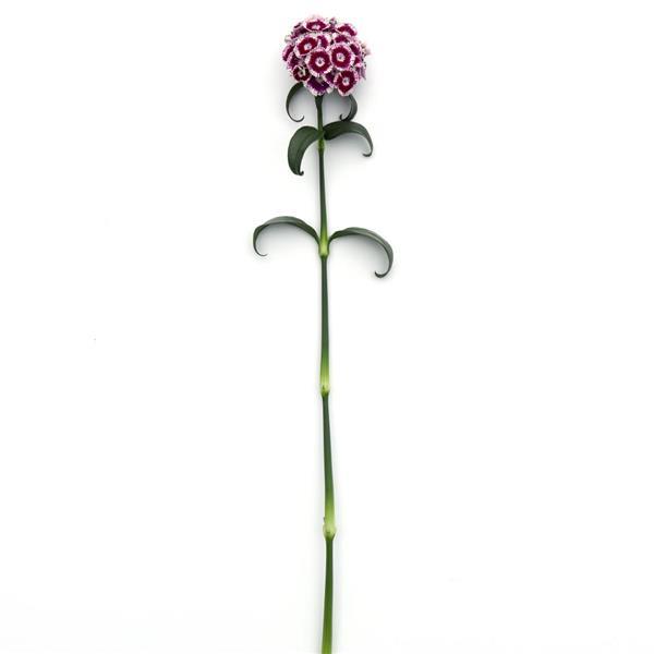 Sweet™ Purple White Bicolor Dianthus - Single Stem, White Background
