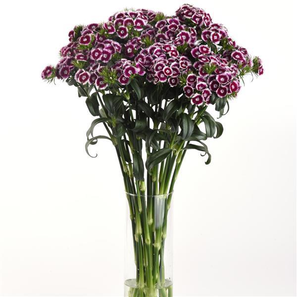 Sweet™ Purple White Bicolor Dianthus - Mono Vase, White Background