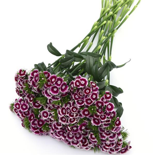 Sweet™ Purple White Bicolor Dianthus - Grower Bunch