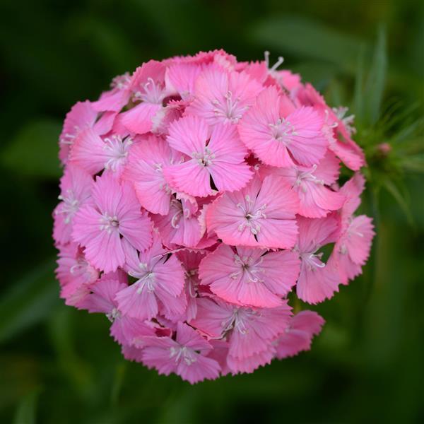 Sweet™ Deep Pink Maxine Dianthus - Bloom