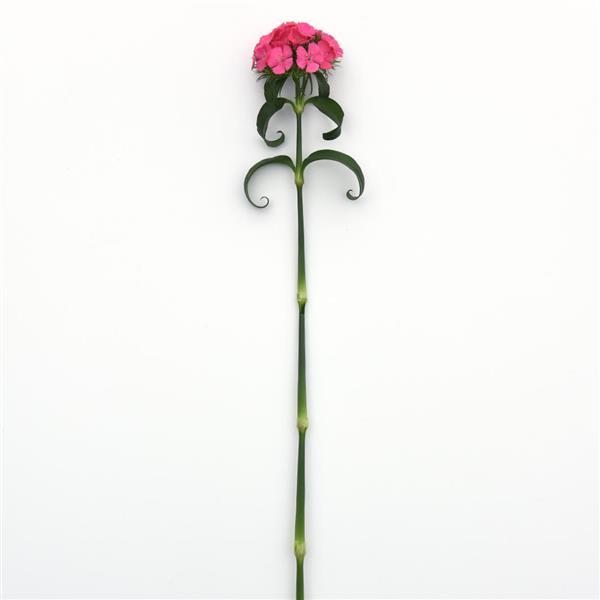 Sweet™ Deep Pink Maxine Dianthus - Single Stem, White Background