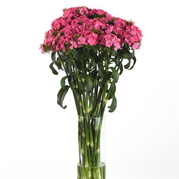 Sweet™ Deep Pink Maxine Dianthus - Mono Vase, White Background