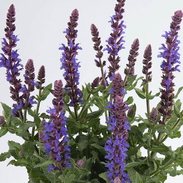 Salvia Sensation® Compact Sky Blue - Bloom