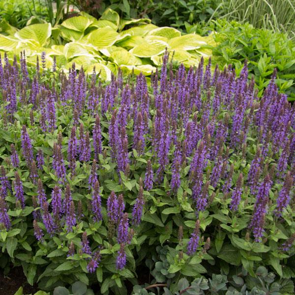 Salvia Sensation® Compact Deep Blue - Garden