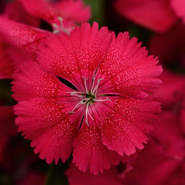Floral Lace™ Cherry Dianthus - Bloom