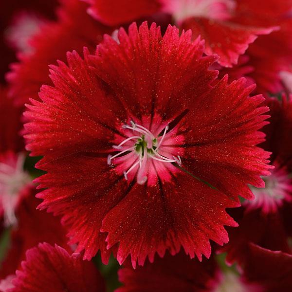 Floral Lace™ Crimson Dianthus - Bloom