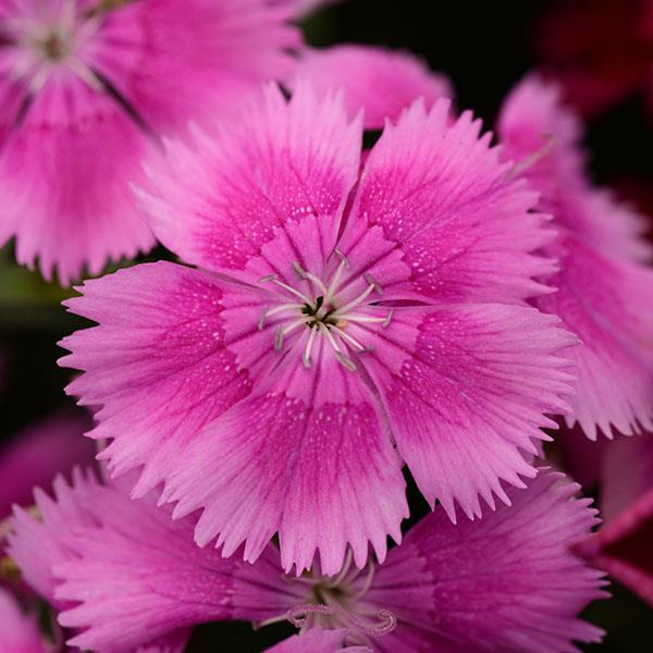 Floral Lace™ Lilac Dianthus - Bloom