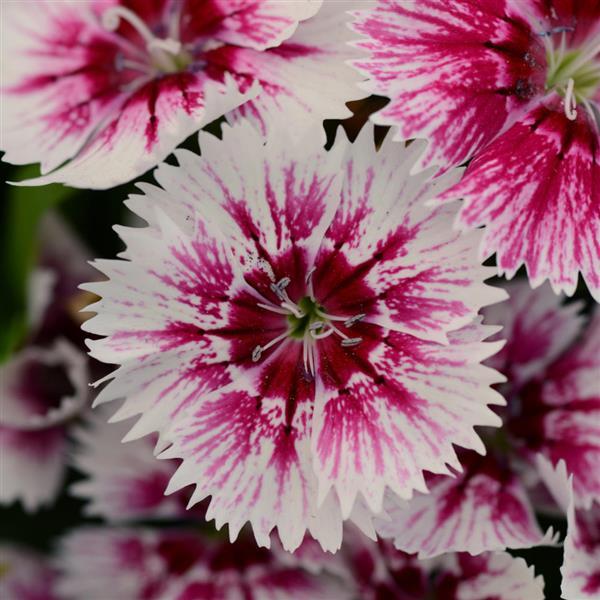Floral Lace™ Picotee Dianthus - Bloom
