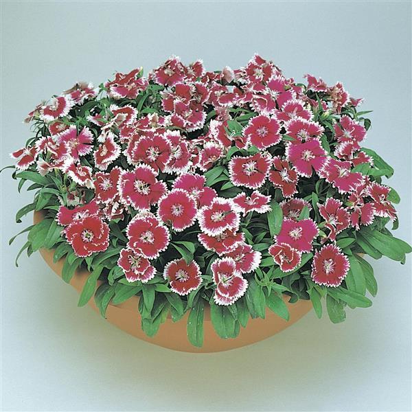 Floral Lace™ Picotee Dianthus - Container