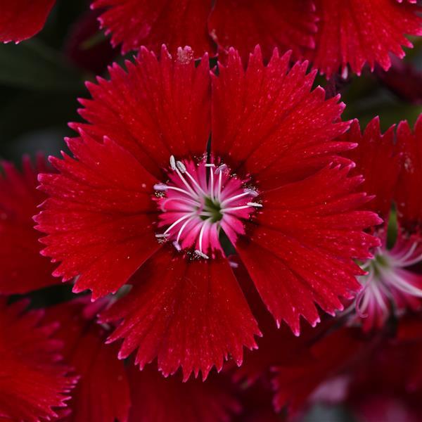 Floral Lace™ Red Dianthus - Bloom