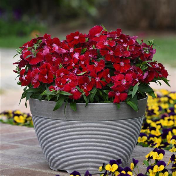 Floral Lace™ Red Dianthus - Container