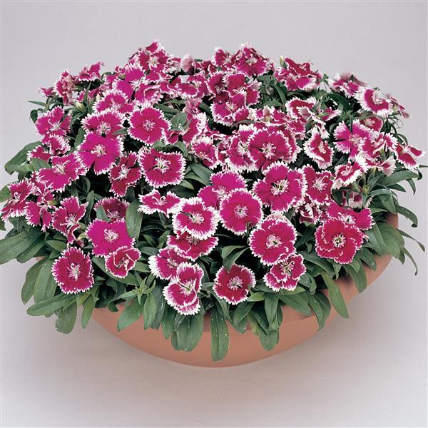 Floral Lace™ Violet Picotee Dianthus - Container
