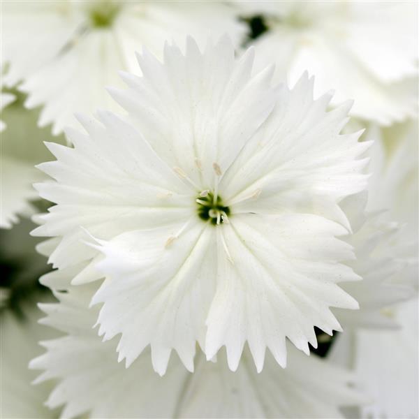 Floral Lace™ White Dianthus - Bloom