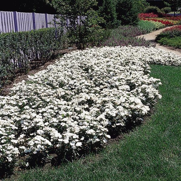 Floral Lace™ White Dianthus - Landscape