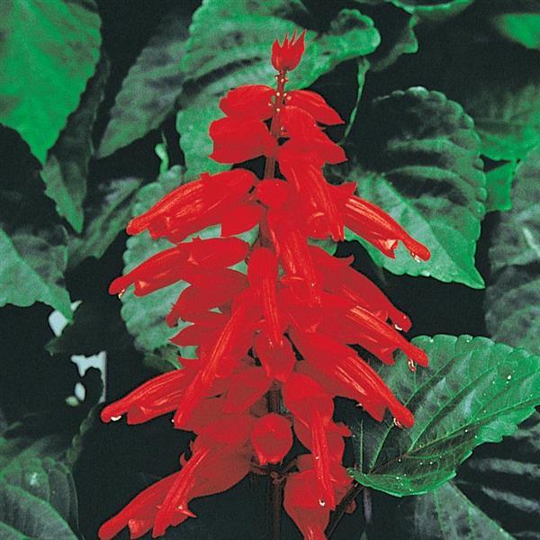 Red Hot Sally II Salvia - Bloom