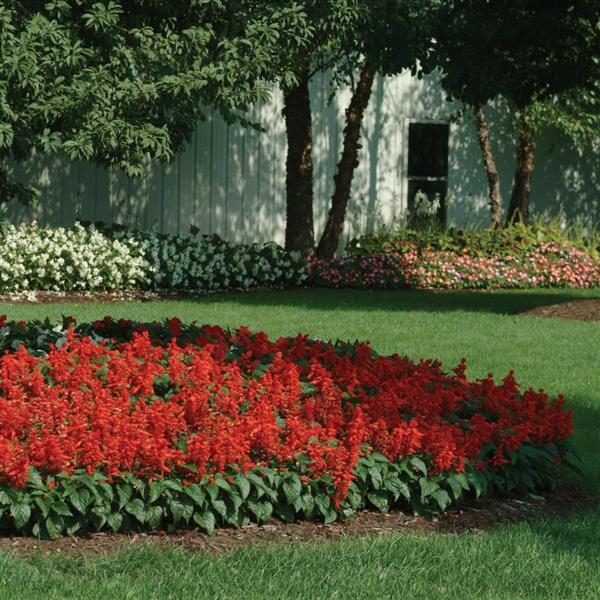 Red Hot Sally II Salvia - Commercial Landscape 1