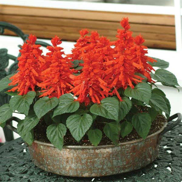 Red Hot Sally II Salvia - Container