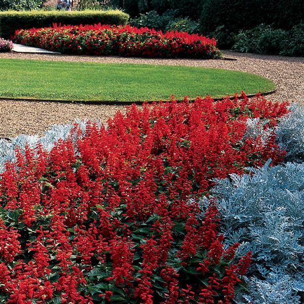 Red Hot Sally II Salvia - Landscape