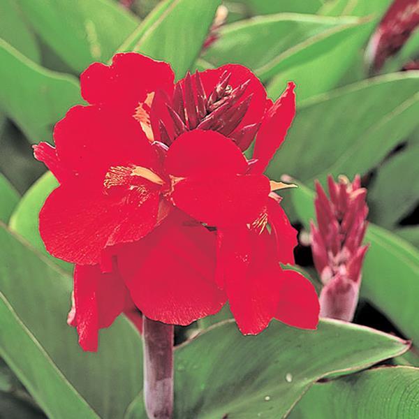 Tropical Red Canna - Bloom