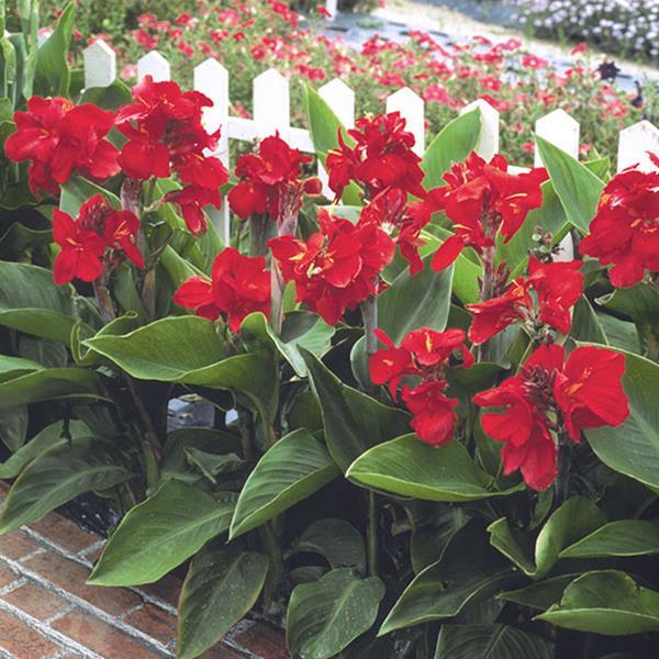 Tropical Red Canna - Landscape