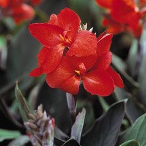 Tropical Bronze Scarlet Canna - Bloom