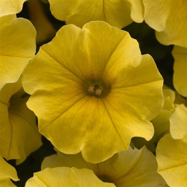 Caliburst™ Yellow Petchoa - Bloom