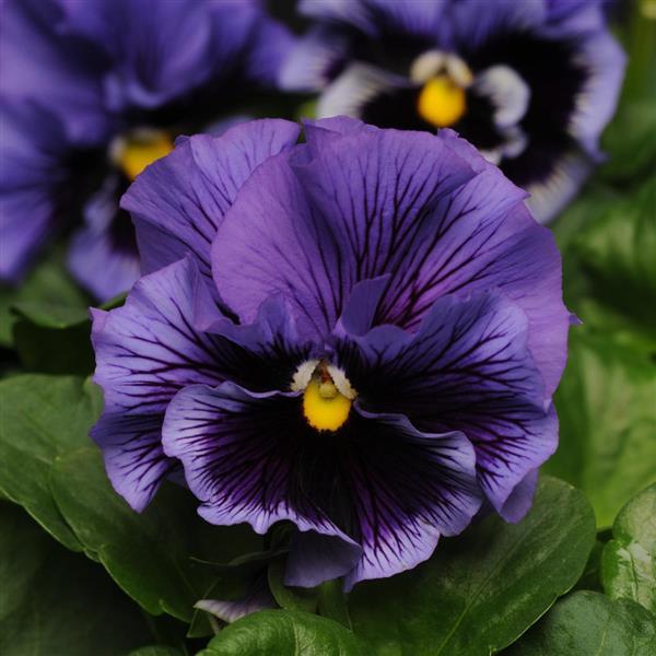 Frizzle Sizzle Blue Pansy - Bloom
