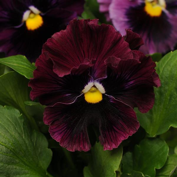 Frizzle Sizzle Burgundy Pansy - Bloom