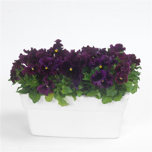 Frizzle Sizzle Burgundy Pansy - Container