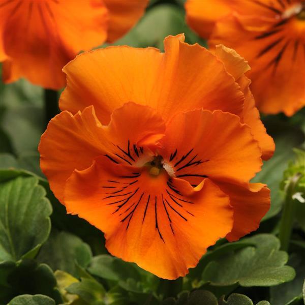 Frizzle Sizzle Orange Pansy - Bloom