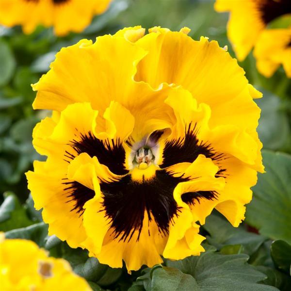Frizzle Sizzle Yellow Pansy - Bloom