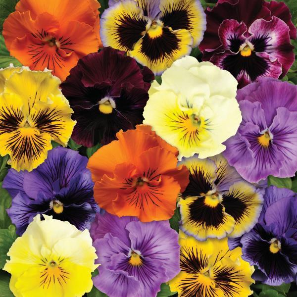 Frizzle Sizzle Mixture Pansy - Bloom