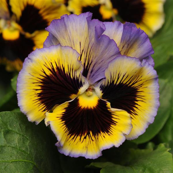 Frizzle Sizzle Yellow-Blue Swirl Pansy - Bloom