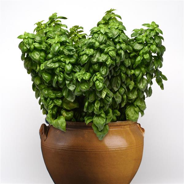 Genovese Basil - Container