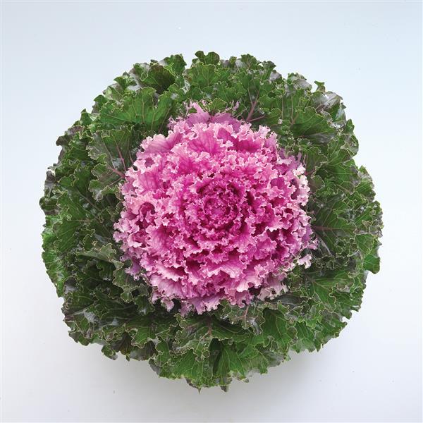 Crystal Pink Flowering Kale - Bloom