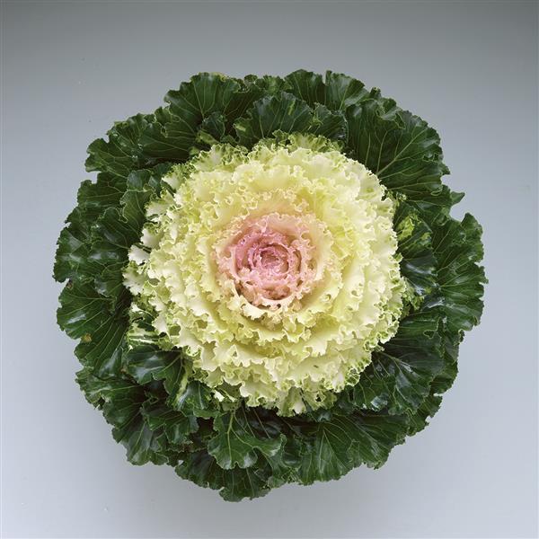 Crystal Snow Flowering Kale - Bloom